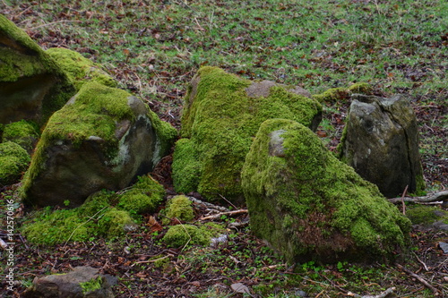 moss on stone