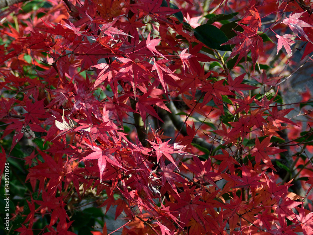 秋の風情、紅葉 秋の風情、紅葉