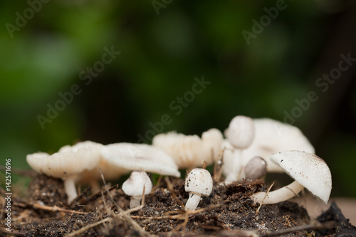 Small white mushrooms  in the rainy season. photo