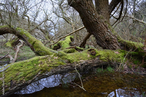 mosses tree