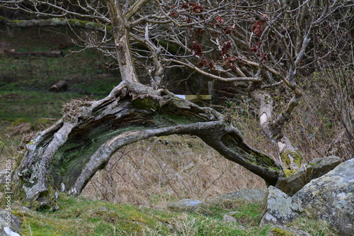 Old tree1