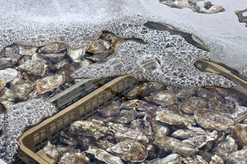 Fresh French Oysters in the water, harvesting in the Arcachon Bay photo