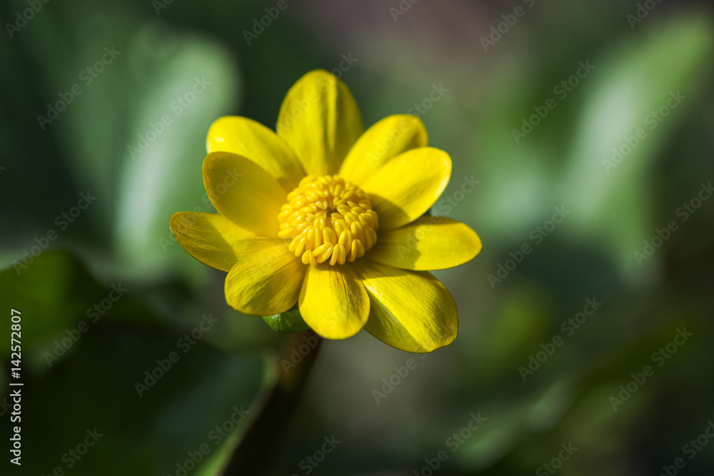 Blossoming buttercup spring Blossoming buttercup spring