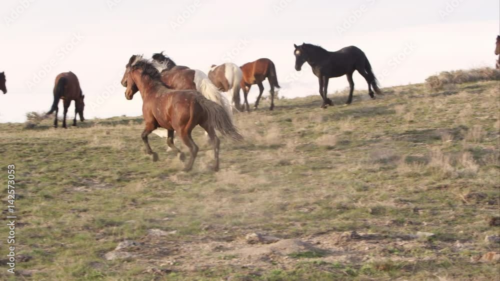 Wild horse chases off another male horse Wild horse chases off another male horse