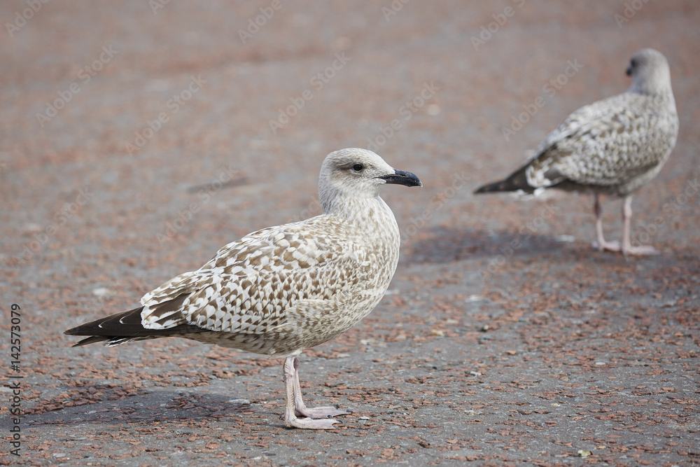 Obraz premium Herring Gull