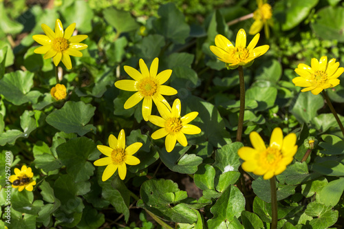 Fototapeta Naklejka Na Ścianę i Meble -  Blossoming buttercup spring