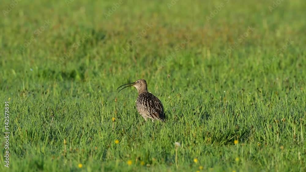 Großer Brachvogel auf Wiese Großer Brachvogel auf Wiese