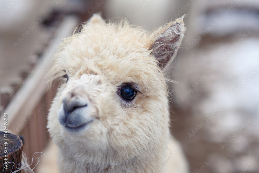 Cute funny alpaca