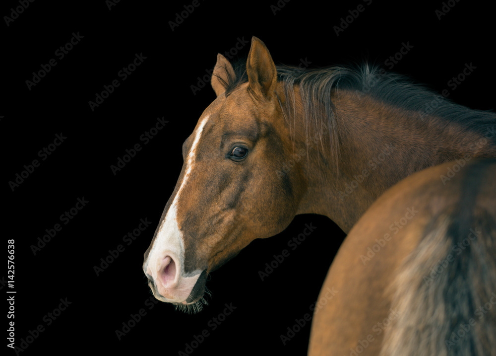 Obraz premium Portret czerwonego konia z białą linią na twarzy na czarnym tle