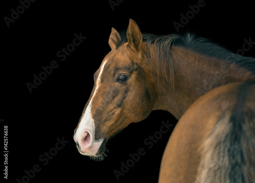 Fototapeta Naklejka Na Ścianę i Meble -  Portrait of red horse with white line on face on black background