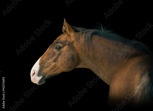 Fototapeta Naklejka Na Ścianę i Meble -  Portrait of red horse with white line on face on black background