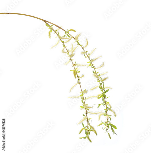 young weeping willow twigs isolated on white background, with clipping path