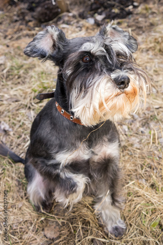 Miniature schnauzer dog is sitting on the dry grass