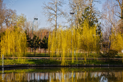 Overview of spring in park
