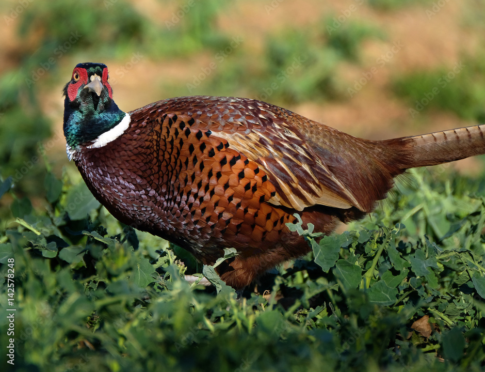 Fototapeta premium Pheasants are birds of several genera within the subfamily Phasianinae, of the family Phasianidae in the order Galliformes. The family's native range is restricted to Asia.