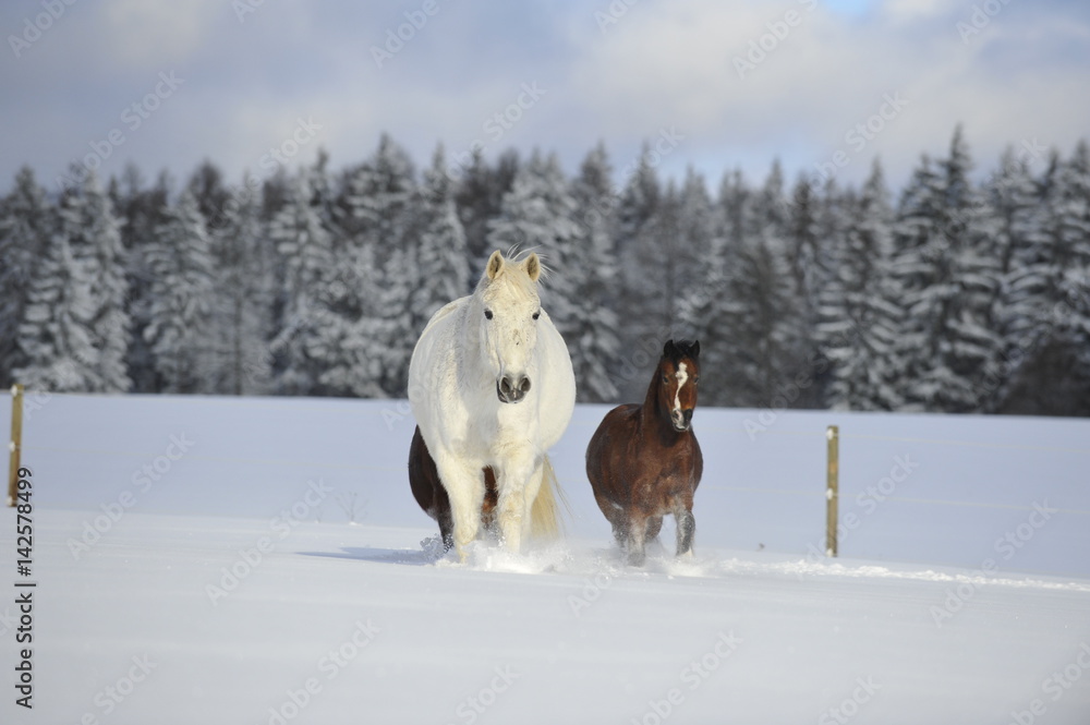 Naklejka premium Idylliczny padok zimą