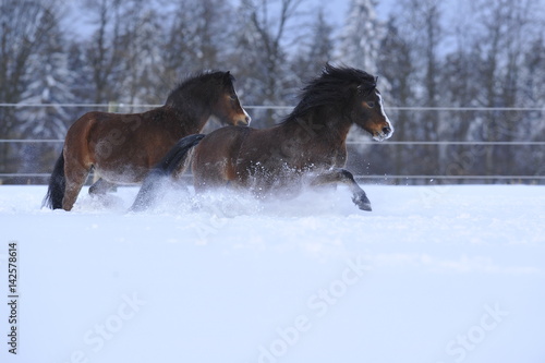 Idyllisch gelegene Koppel im Winter