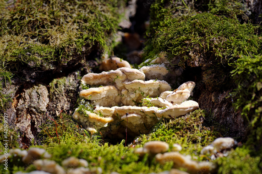 Obraz premium Mushrooms