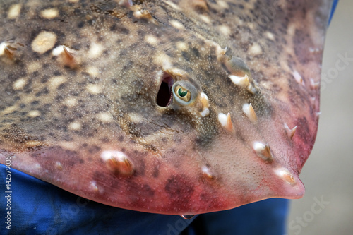 The common skate or blue skate is the largest skate in the world attaining a length of up to 2.85 m. 