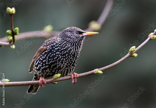 Starlings are small to medium-sized passerine birds in the family Sturnidae. The name "Sturnidae" comes from the Latin word for starling, sturnus. 