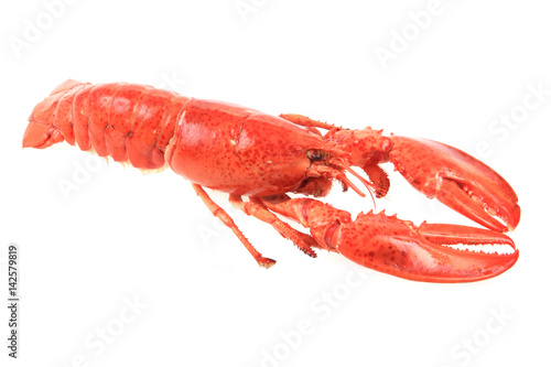 orange lobster isolated