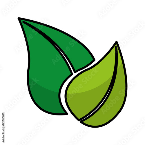 leafs plant isolated icon vector illustration design