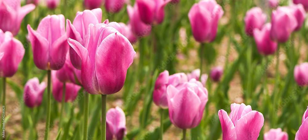 pink tulips banner