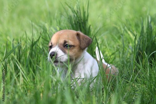 dogs, dogs play, beautiful dogs., hunting dogs, puppies jack russell terrier., funny puppies, lactating dog, puppies on the grass, cheerleader puppies, jack russell terrier