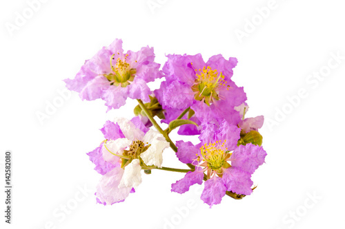 Beautiful purple flower  on white background