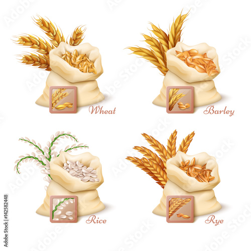 Agricultural cereals - wheat, barley, oat and rice vector set