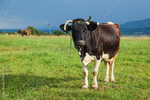Fototapeta Naklejka Na Ścianę i Meble -  Cows on a summer pasture
