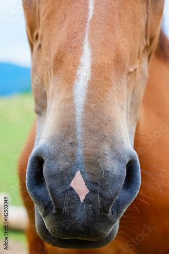 Close up of chestnut horse's snout pushing through timber fence posts (selective focus)