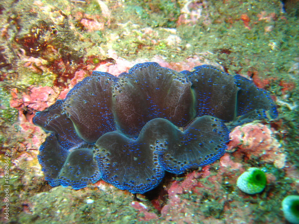 Obraz premium Riesenmuschel