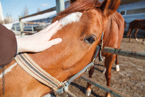 The hand of a woman is stroking a horse