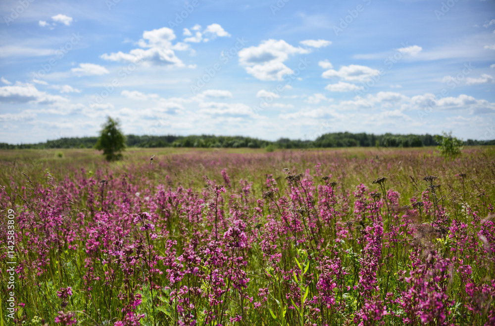 Cool flowers on the background of the field and the forest Cool flowers on the background of the field and the forest