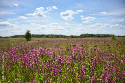 Cool flowers on the background of the field and the forest