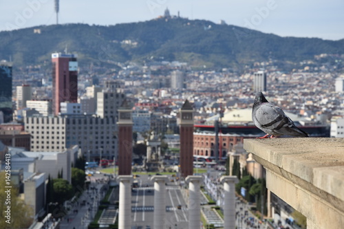 Vista catalana del piccione