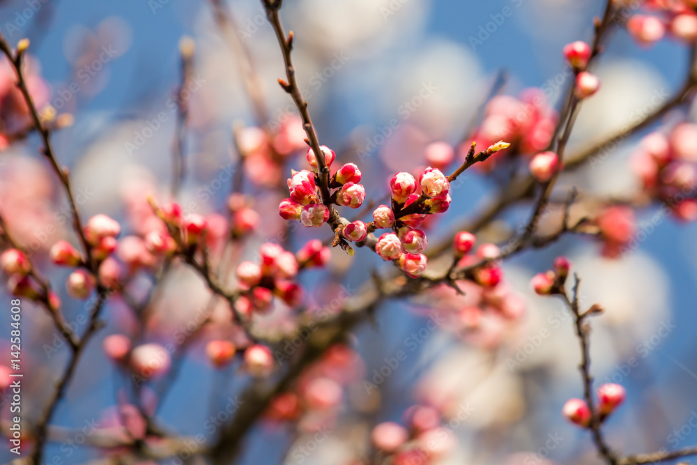 Blooming apricot flowers