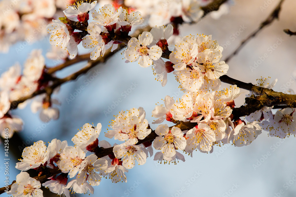 Blooming apricot flowers in spring