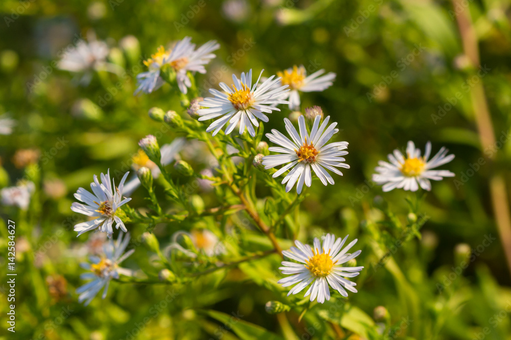 summer flowers wallpaper