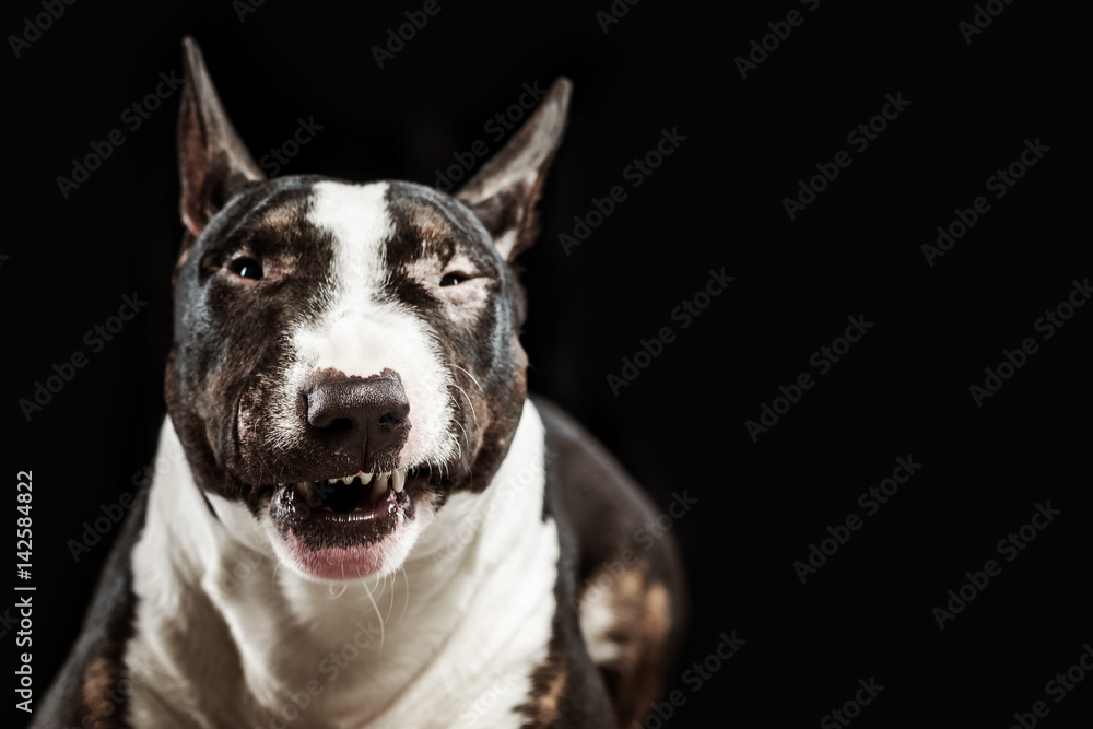 Aggressive spotted Bull Terrier on a black background Aggressive spotted Bull Terrier on a black background