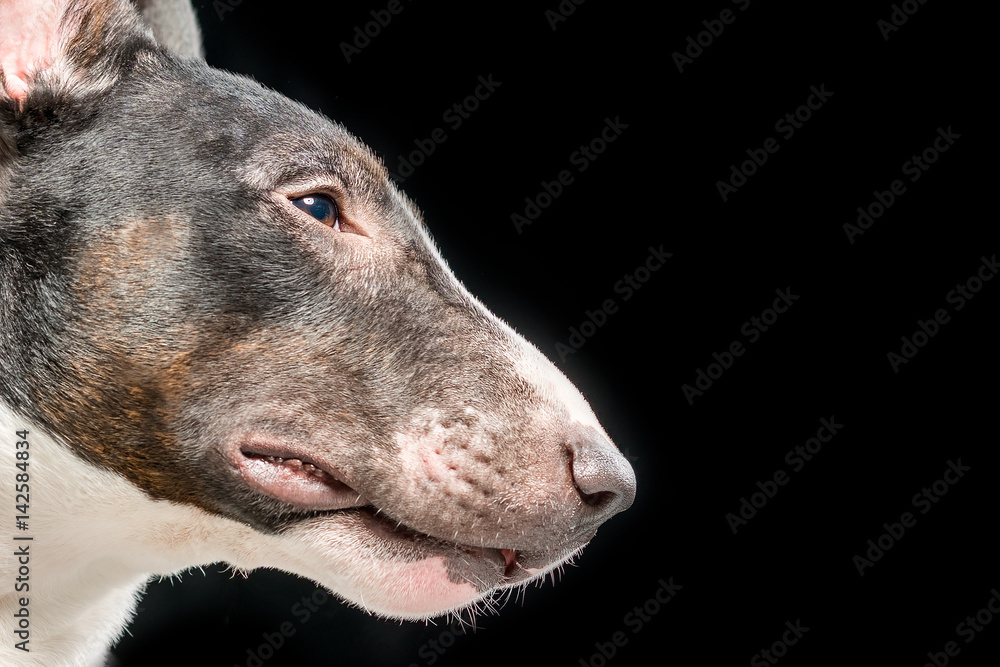 Head of the bull terrier on a black background. Isolated