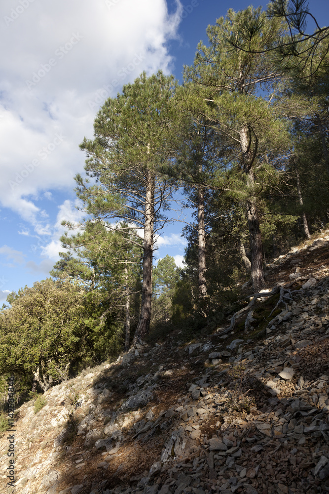 Obraz premium La Picosa