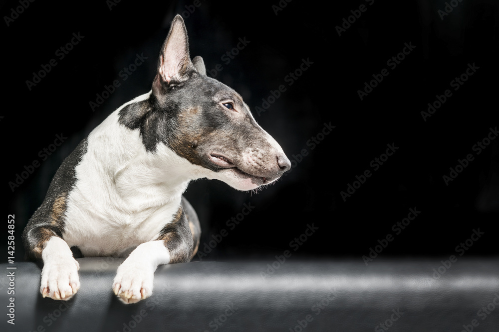 Spotted Bull Terrier lying on a black background
