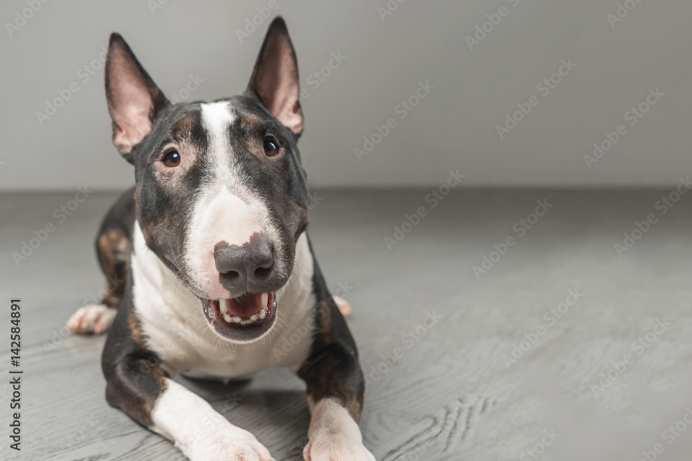 Spotted Bull Terrier lying on a gray background