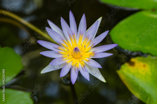 The blue lotus flower blooming