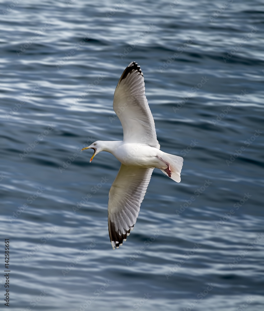 A Herring Gull in full voice and full flight against a background of blue seawater. A Herring Gull in full voice and full flight against a background of blue seawater.