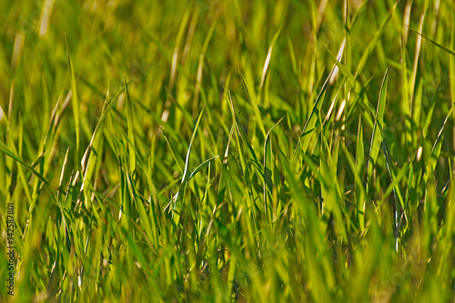 Green Grass and Backlight