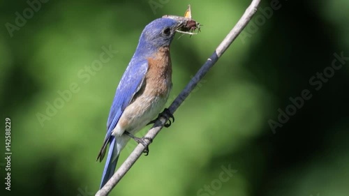 Male Eastern Bluebird With Skipper Butterfly