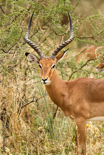 Male impala portrait